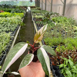 Philodendron 'Pink Princess'