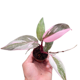 Philodendron 'Marble Pink Princess'