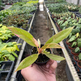 Philodendron Ring of Fire Variegated