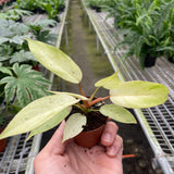 Philodendron 'Snowdrift'