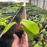 Philodendron 'Squamiferum'