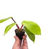 Philodendron 'Squamiferum'
