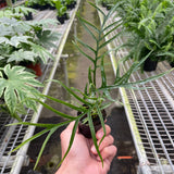 Philodendron 'Tortum'