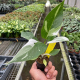 Philodendron 'White Princess'