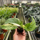 Pothos 'Albo Variegata'