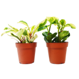 Paquete variado de 2 plantas de peperomia en macetas de 10 cm - Plantas de caucho bebé
