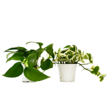 2 Pothos Variety Pack - 4" Pot