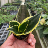 Snake Plant Black Gold