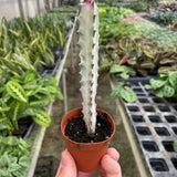 Succulent Euphorbia 'Dragon Bone'