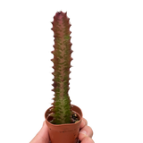 Succulent Euphorbia 'Trigona Rubra'