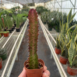 Succulent Euphorbia 'Trigona Rubra'