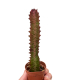 Succulent Euphorbia 'Trigona Rubra'