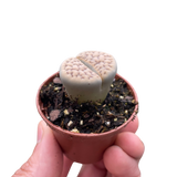 Lithop Living Stone