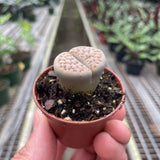 Lithop Living Stone