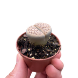 Lithop Living Stone