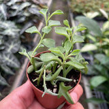 Succulent 'String of Dolphins'