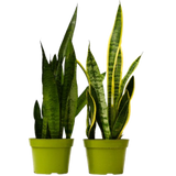 2 Snake (Sansevieria) Plant Variety Pack - 6" Pot