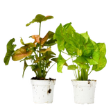 2 Syngonium Variety (Arrowhead Plant) / 4" Pot / Live Plant