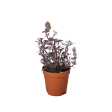 Tradescantia Callisia 'Pink Panther'