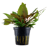 Cryptocoryne 'Tropica'