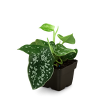 Pothos 'Satin'