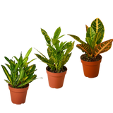 3 Croton Variety Pack / 4" Pot / Live Plant / House Plant
