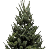 3'-4' Fraser Fir Christmas Tree with Stand