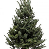 3'-4' Fraser Fir Christmas Tree with Stand