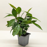 Ardisia 'Red'