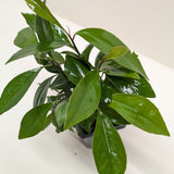 Ardisia 'Red'