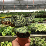 Calathea 'Makoyana'