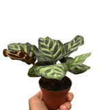 Calathea 'Makoyana'