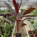 Cordyline 'Reina del Calipso'