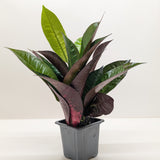 Croton 'Iceton'