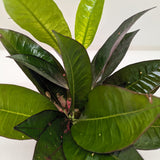 Croton 'Iceton'