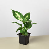 Dieffenbachia Camille 