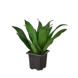 Dracaena 'Janet Craig' 