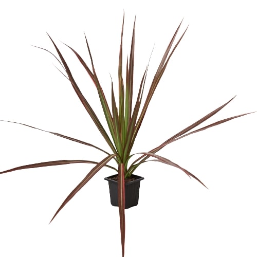 Dracaena 'Colorama' – La Tierra Bendita