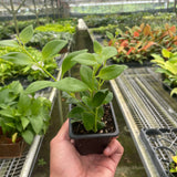 Lipstick Plant