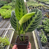 Maranta 'Lemon Lime'