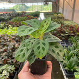 Maranta 'Leuconeura'