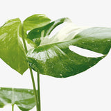 Monstera 'Constelación tailandesa' 
