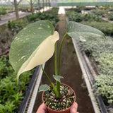 Monstera 'Thai Constellation'