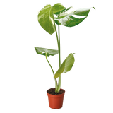 Monstera 'Constelación tailandesa' 