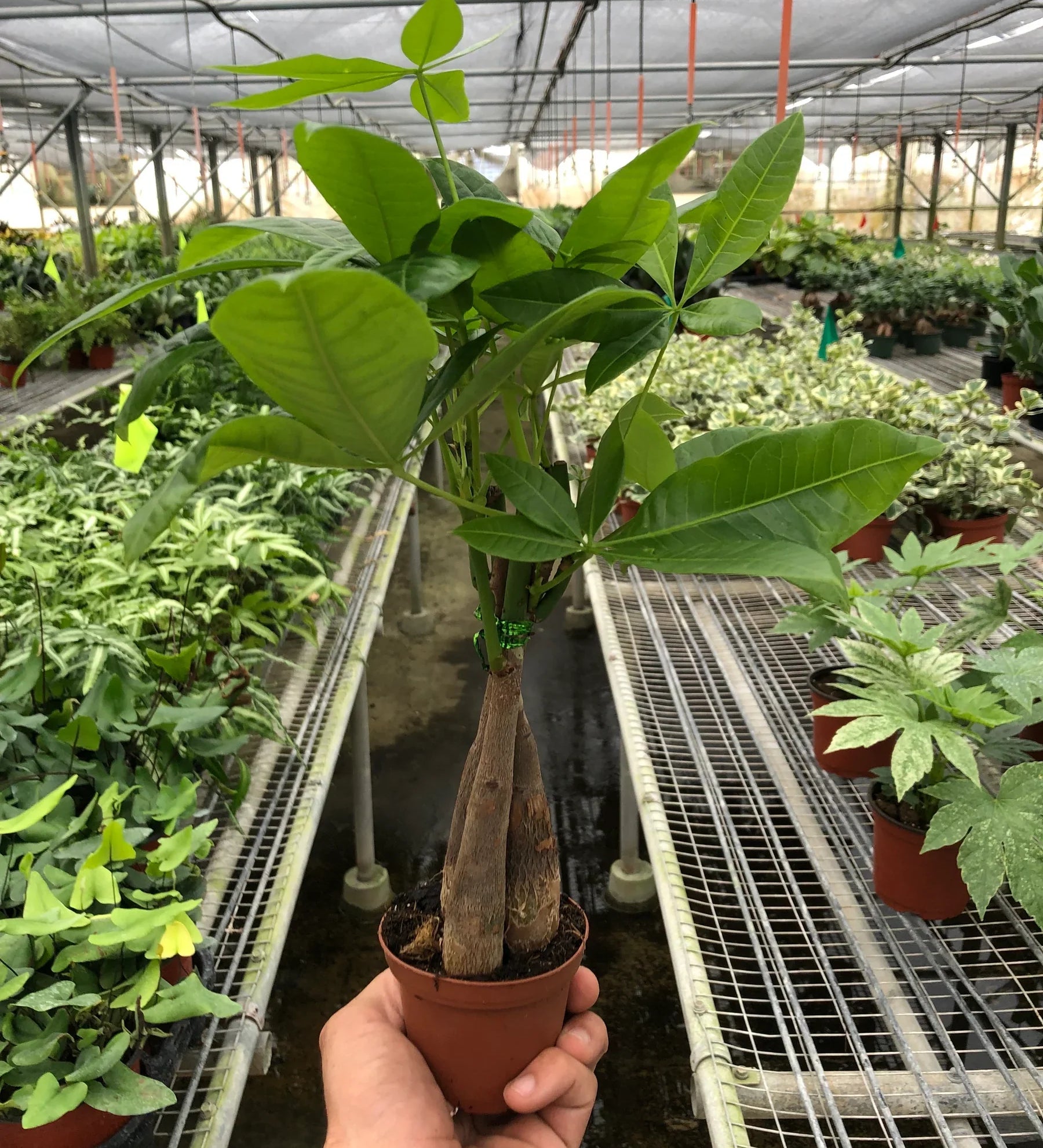money tree 1800 number Money Tree 'Guiana Chestnut' Pachira Braid