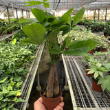 Money Tree 'Guiana Chestnut' Pachira Braid