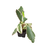 Peperomia 'Ginny' 