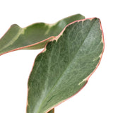 Peperomia 'Ginny' 