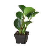 Peperomia Tailandia 