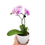 Orchid 'Light Pink Phalaenopsis'